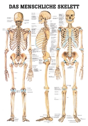menschliches Skelett 70 x 100 cm